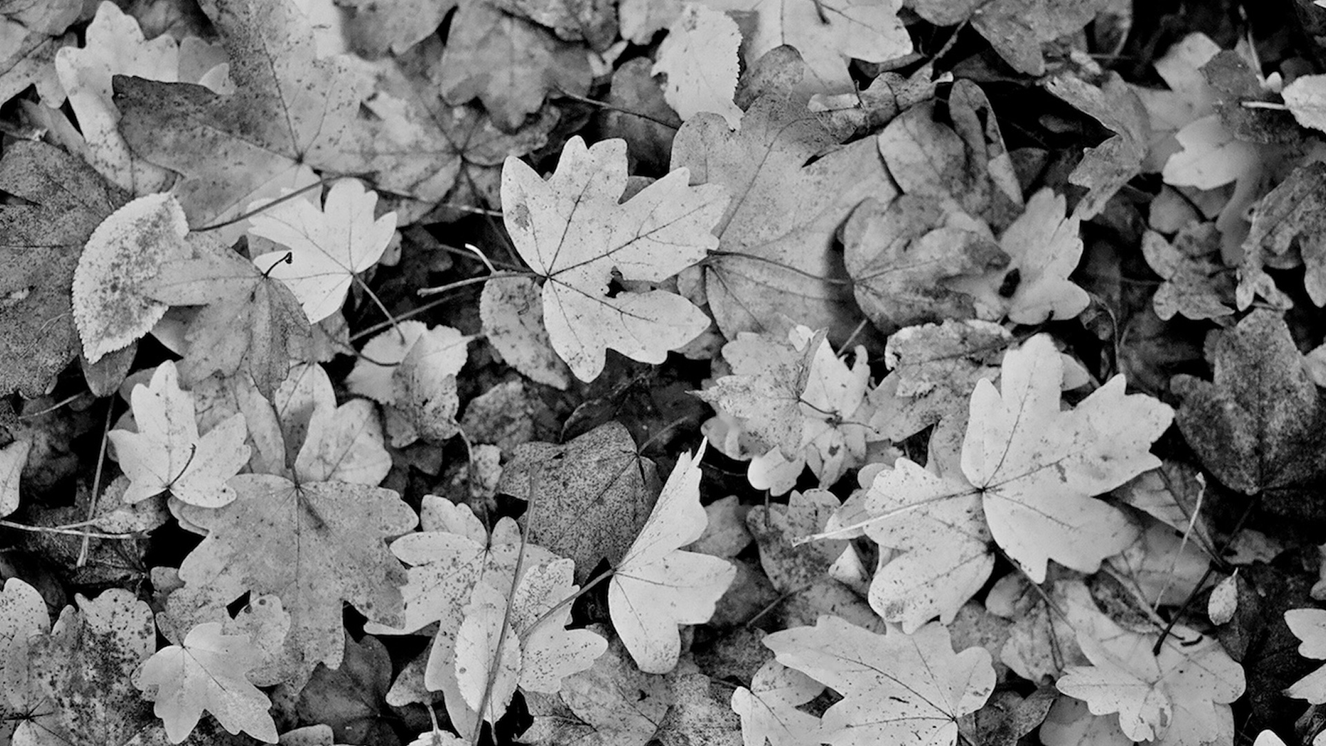 черно белые картинки про осень